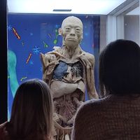 Interior del cuerpo humano